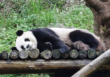 Thăm gấu trúc tại Vườn Thú Đài Bắc (Taipei Zoo)